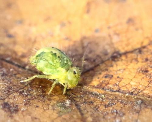 Réf. 221 369 : Sminthurus sp.